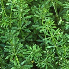 Spring Field Immersion Plant Walk Bundle (all 4 classes)