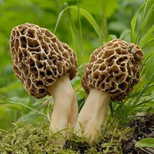 Spring Field Immersion Plant Walk Bundle (all 4 classes)