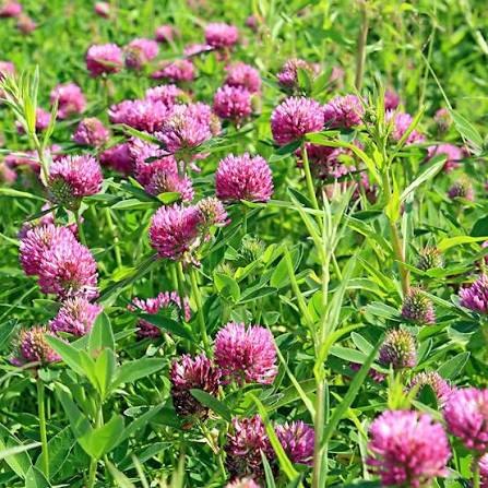 Spring Field Immersion Plant Walk Bundle (all 4 classes)